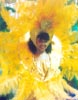 Carnaval de Olinda 01
