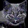 Gatinho 1