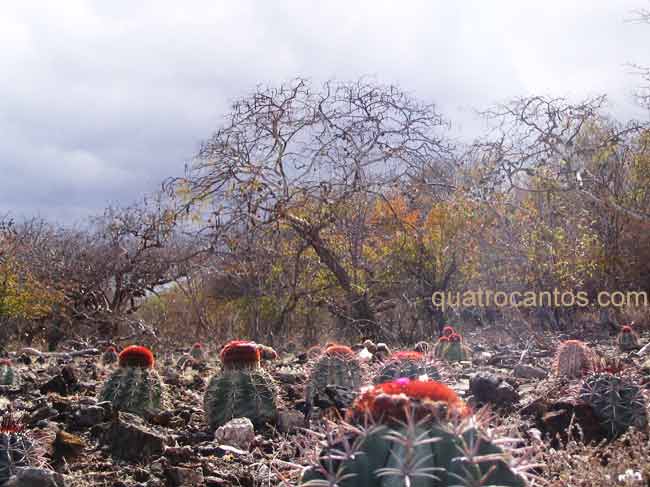 Coroas de frade na caatinga