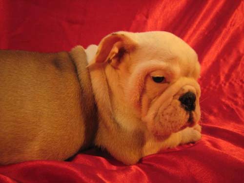 English Bulldog