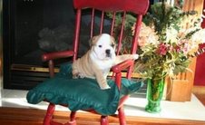 Bulldog para adoção