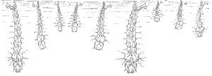 Larvas do Aedes Aegypti