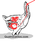 Frango mutante