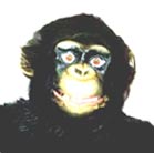 Macaco
