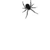 Aranha