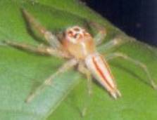 Telamonia dimidiata, a aranha assassina.