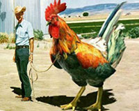 Frango anabolizado