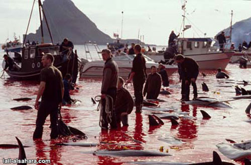 Feroeses caçam golfinhos