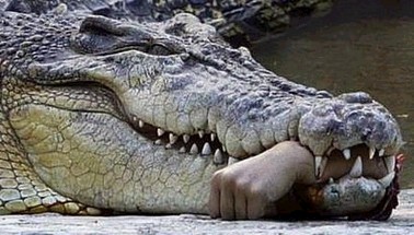 Crocodilo