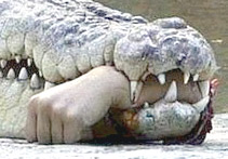 Crocodilo com a mão na boca