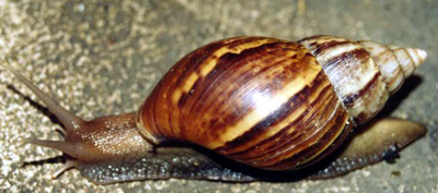 Achatina fulica