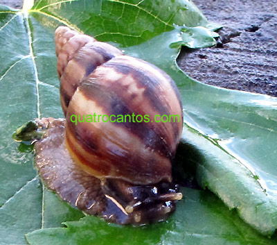 Caramujo africano flagrado no jardim