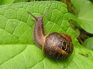 Cornu aspersum