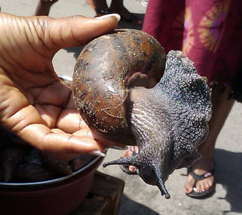 Escargot africano de Abidjan, Costa do Marfim. 
