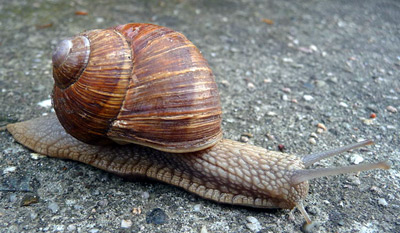 Helix pomatia
