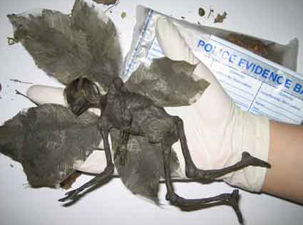 A fadinha de Derbyshire