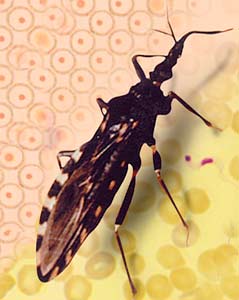 Triatoma infestans
