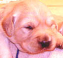 Cães Golden retriever