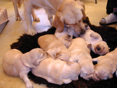 Golden retriever