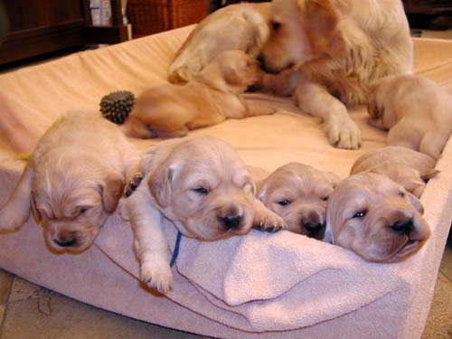 Golden retriever