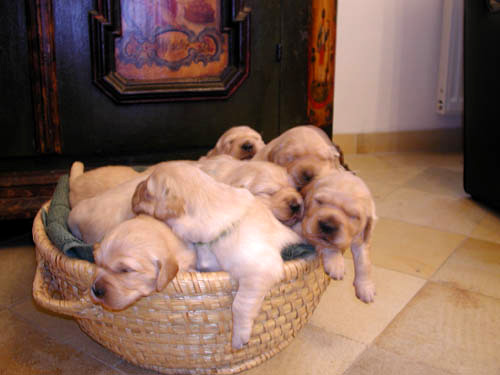 Golden retriever