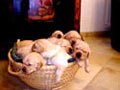 Cachorrinhos Golden retriever