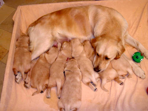 Golden retriever
