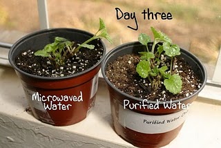 Planta regada com água do microondas