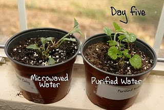 Planta regada com água do microondas