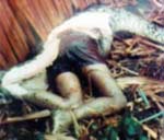 Anaconda engole homem: montagem?