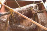 Píton - Python reticulatus