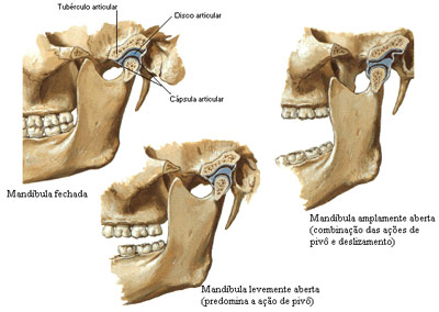 Mandíbula
