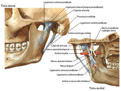 Osos da face