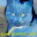 Cat colonic