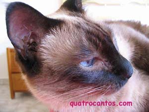 O gato Piki
